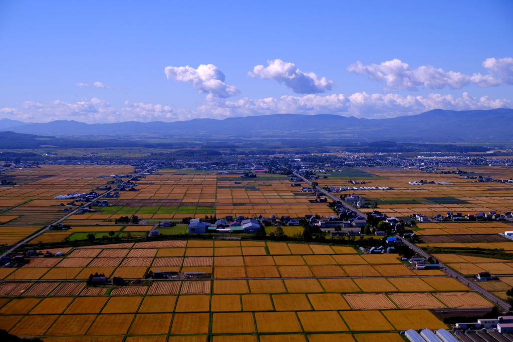 黄金の大地