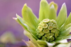 野に咲く花のように