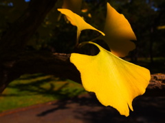 イチョウの葉から始まる物語 イチョウの葉から始まる物語