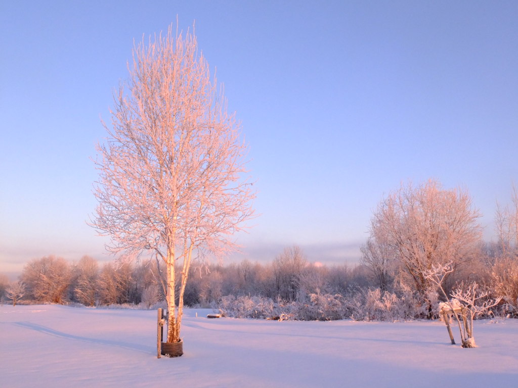 朝日に照らされて