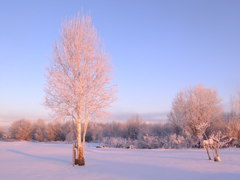 朝日に照らされて