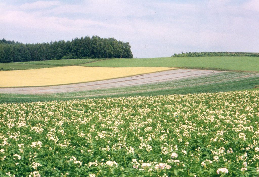美瑛に作く芋の花