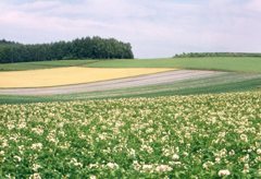 美瑛に作く芋の花