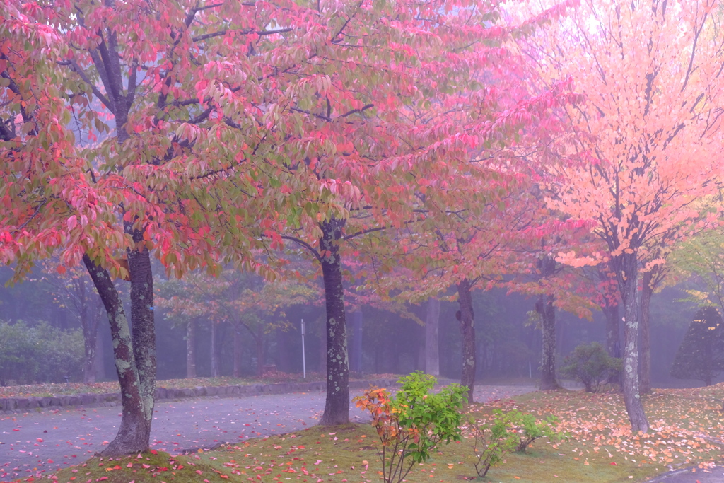 霧に包まれた紅葉