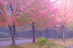 霧に包まれた紅葉 霧に包まれた紅葉