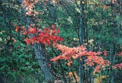 ペンタと秋紀行７