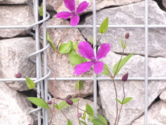 岩に咲く