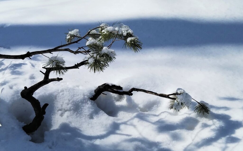 春雪