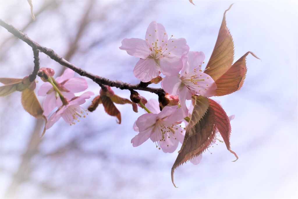 桜咲く