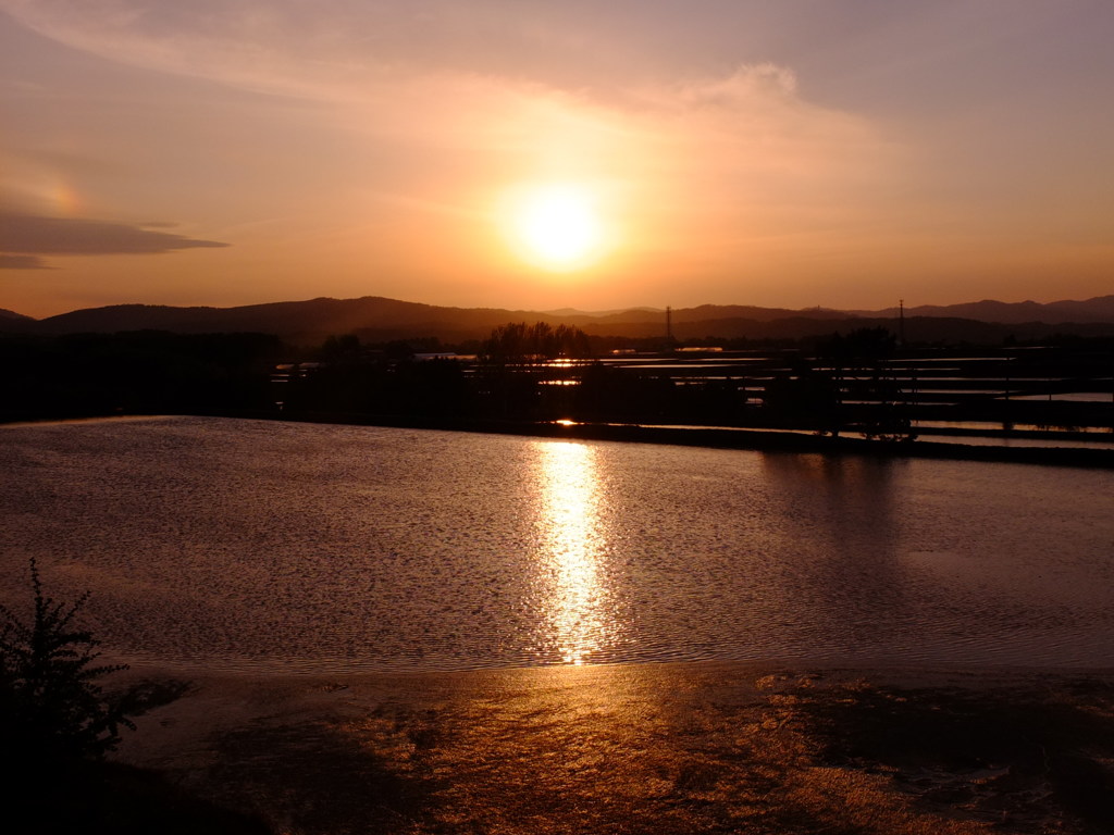 田のかがやき２