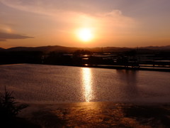 田のかがやき２