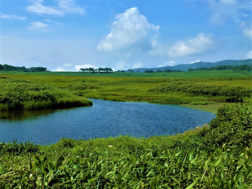 雨竜沼湿原