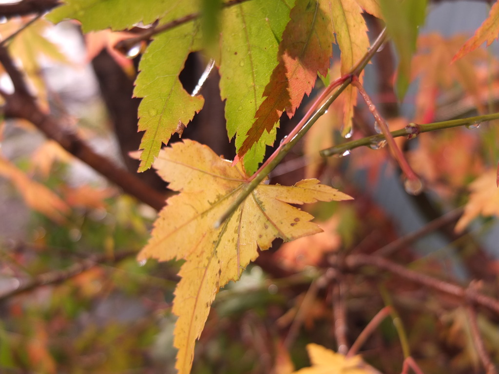 もみじも終わりかな