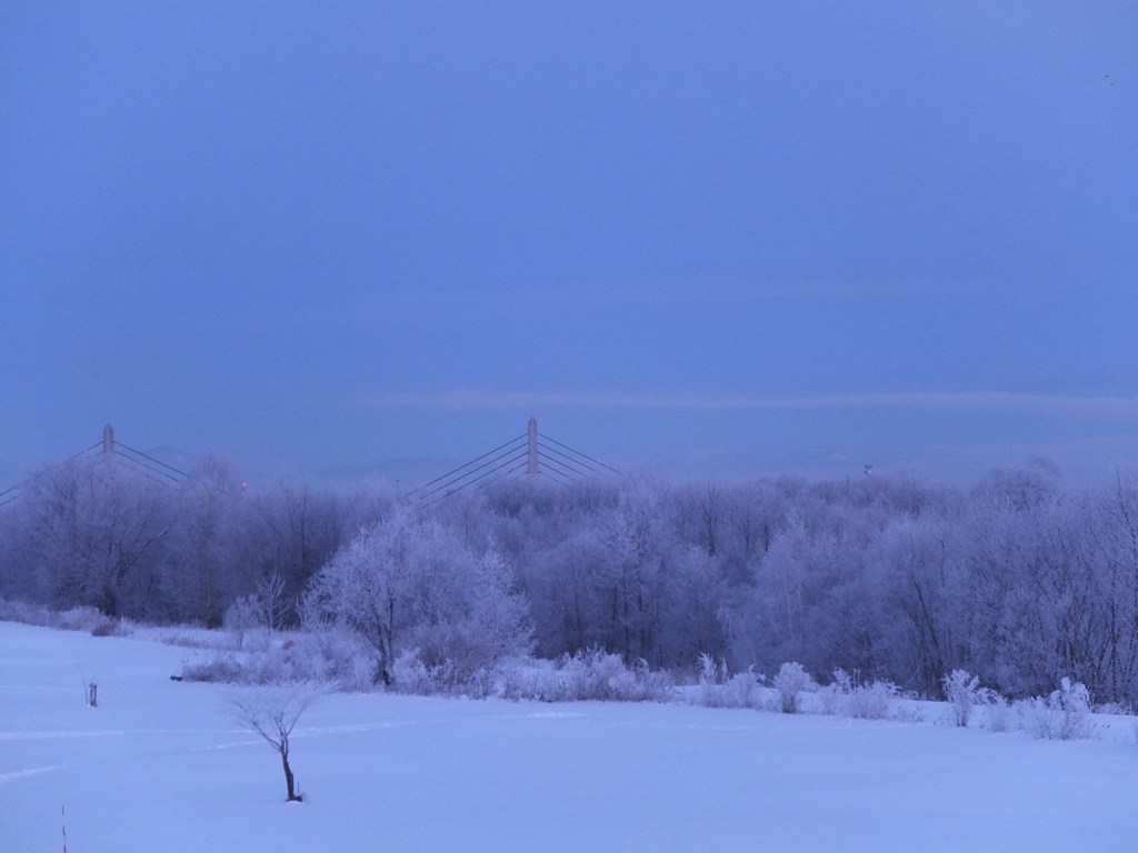 川べりの木々２