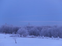 川べりの木々２