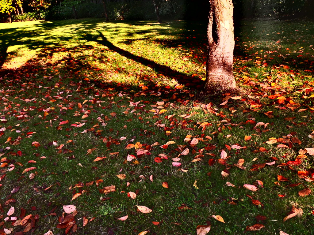 落ち葉の季節