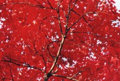 ペンタと秋紀行９