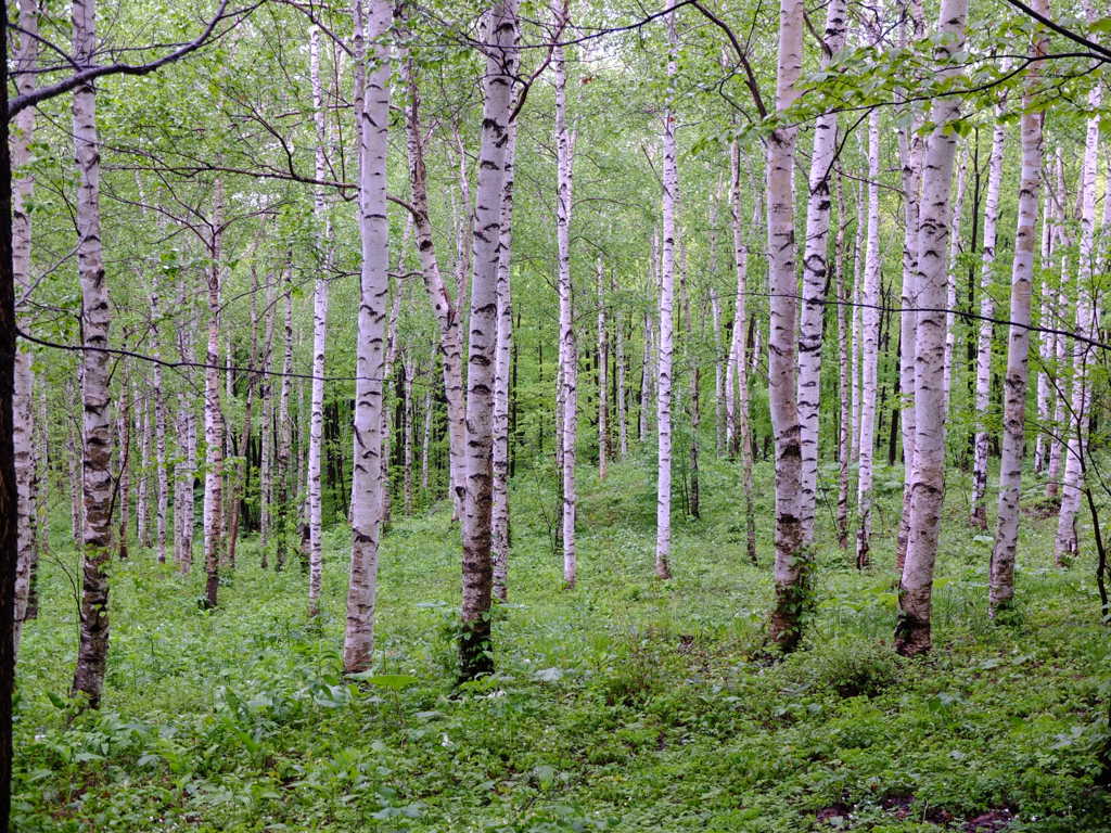 白樺林２