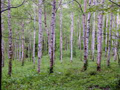 白樺林２