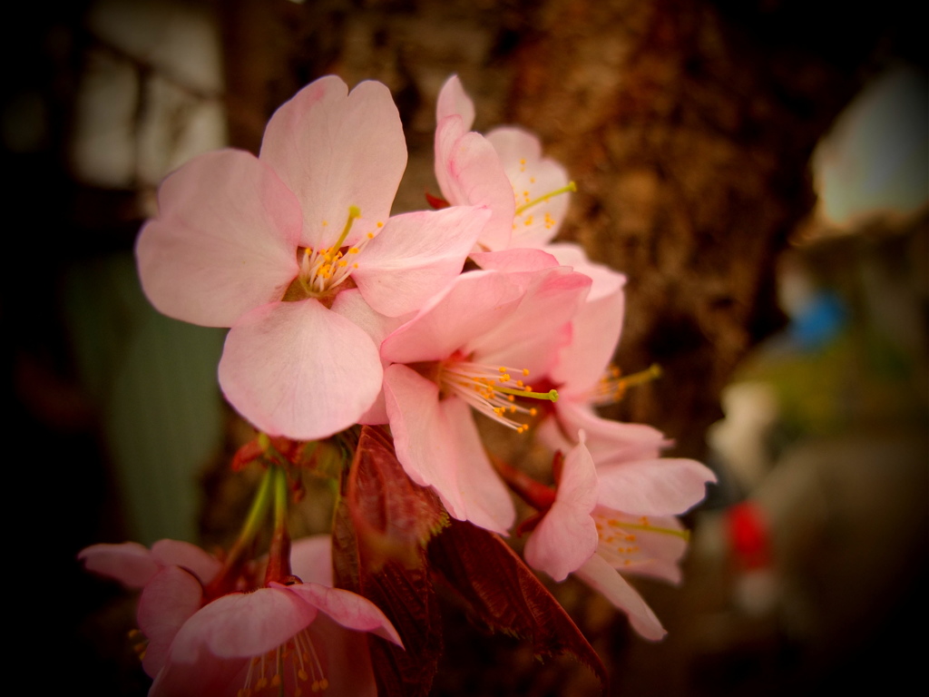 開花