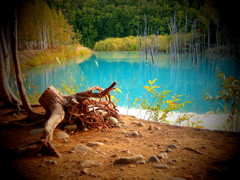 青い池と古木 青い池と古木