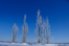 樹氷となったポプラのこどもたち 樹氷となったポプラのこどもたち