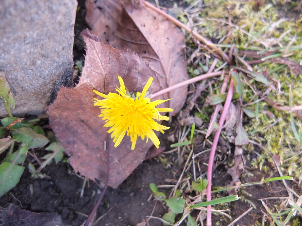 あ、たんぽぽだ