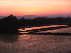 おいしいの出来るぞ1