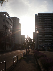 朝日に照らされて