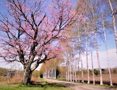 白樺並木に桜咲く