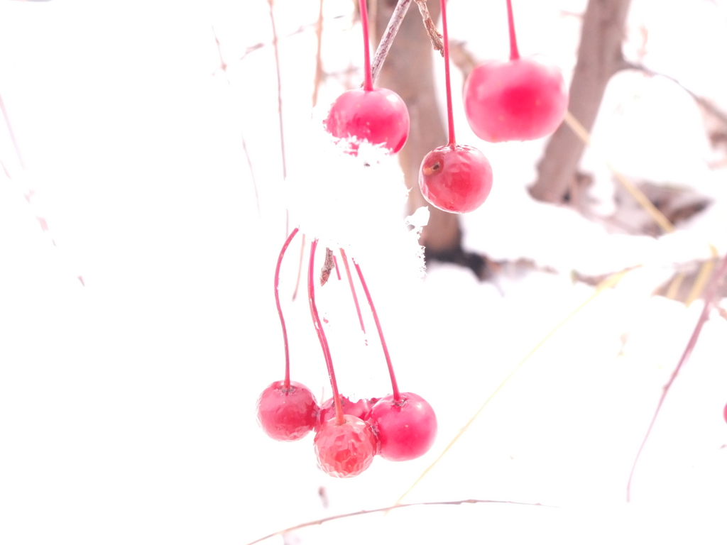 冬が来た
