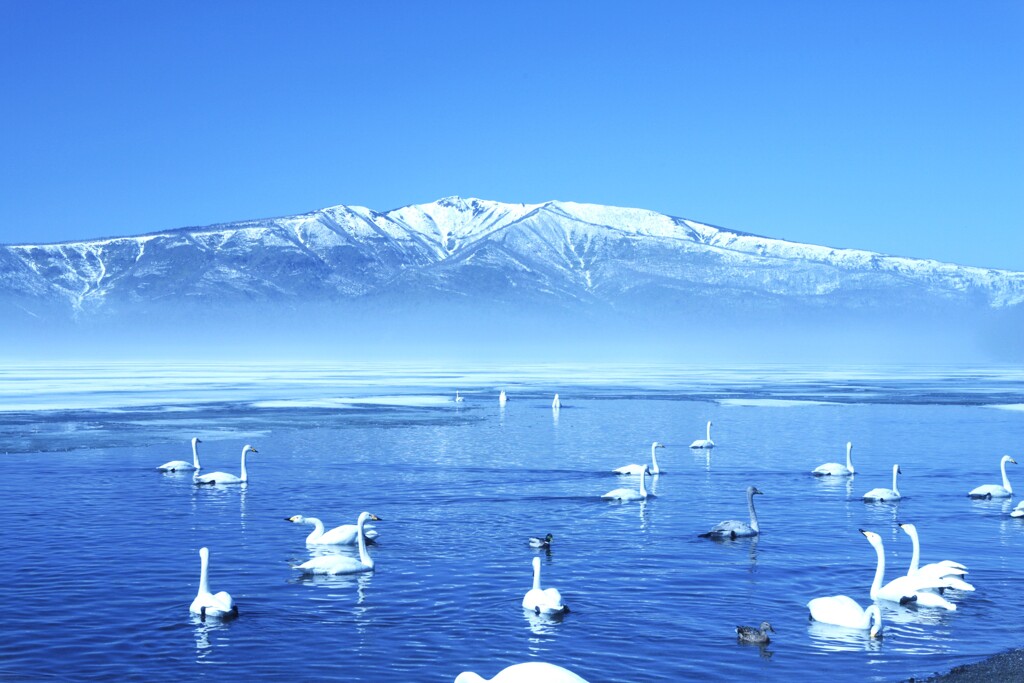 白鳥の湖　屈斜路湖