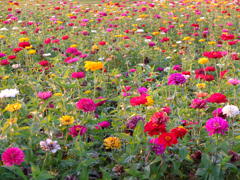 雨の朝は、花、花、花
