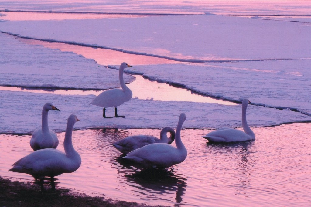 今冬の道東めぐり　夕日の白鳥