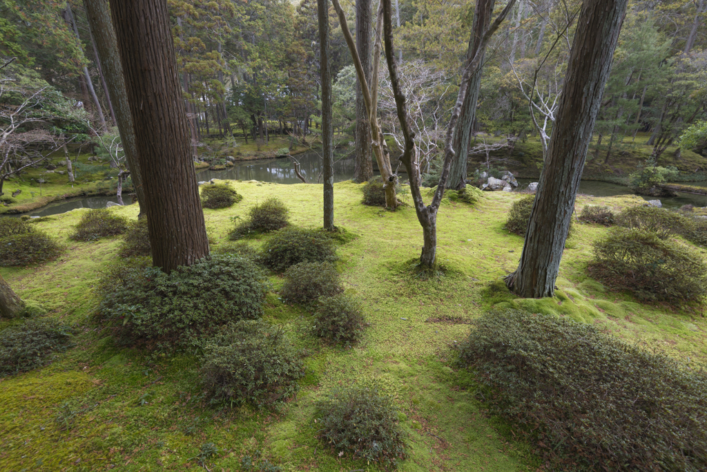 苔寺
