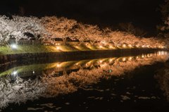 夜桜