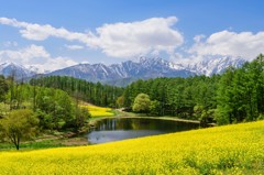 黄色に染まる