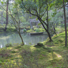 苔と池