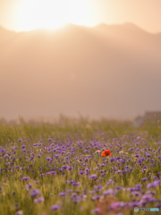 孤高の紅