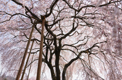 桜雨