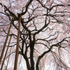 桜雨