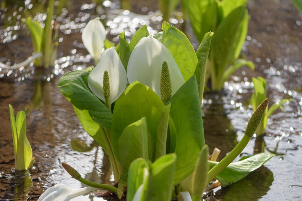 水芭蕉