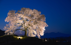 わに塚の桜‗群青