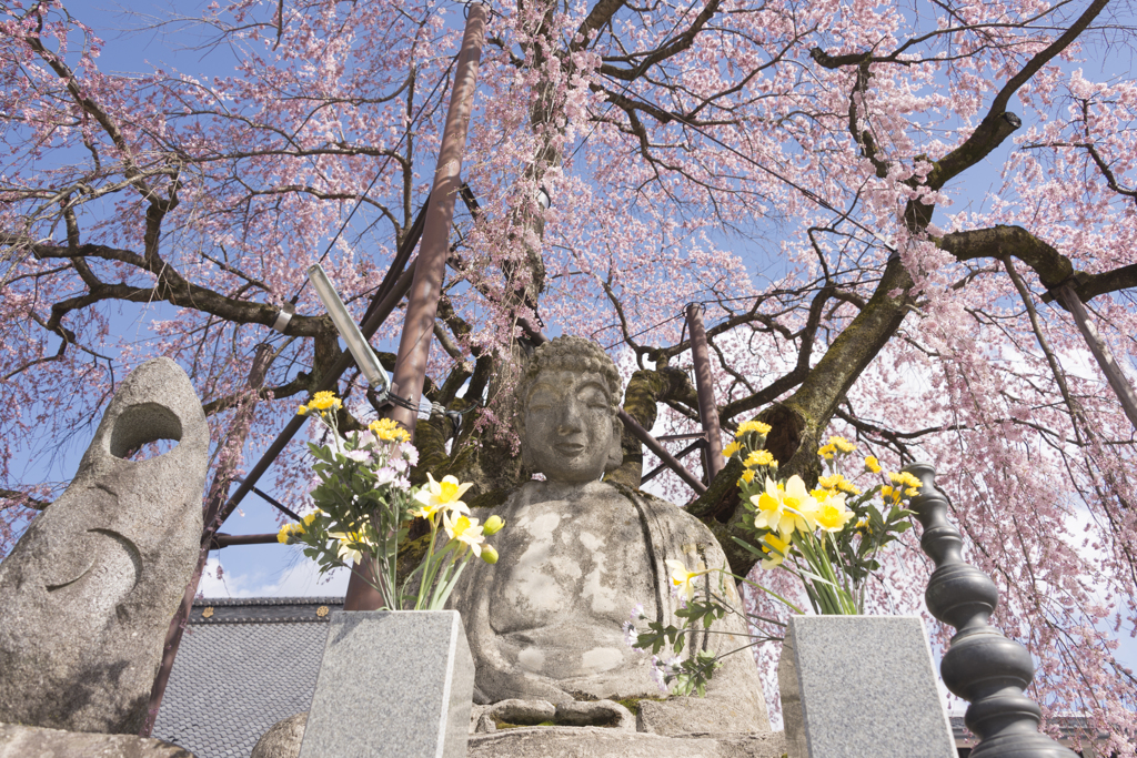 飯田市‗専照寺‗阿弥陀如来