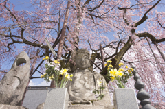 飯田市‗専照寺‗阿弥陀如来