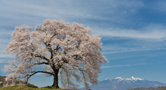 わに塚の桜‗青