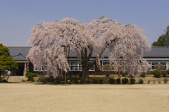 杵原学校のさくら