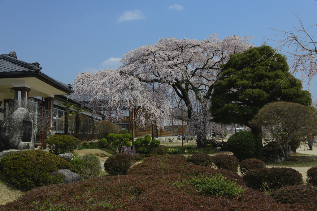 杵原学校のさくら