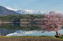 青木湖　アルプスと桜とともに