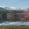 青木湖　アルプスと桜とともに